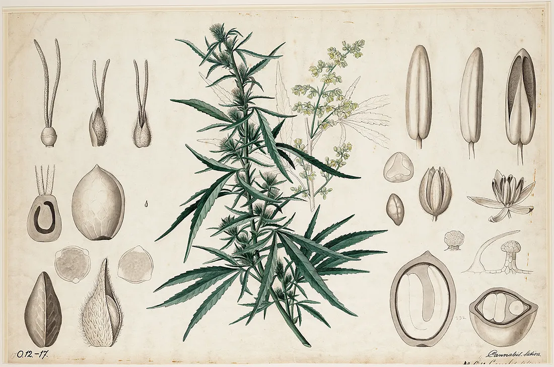 Cannabis sativa – botanische Fotos und Illustrationen